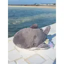 peluche-nemu-nemu-zap-requin-taille-s-16-cm (1).webp