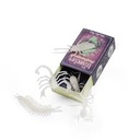 Les insectes phosphorescents 